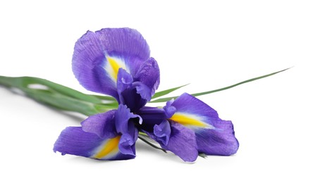 Photo of Beautiful violet iris flower isolated on white