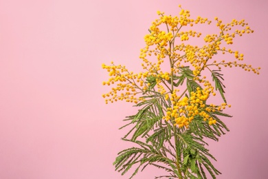 Photo of Beautiful mimosa flowers on color background