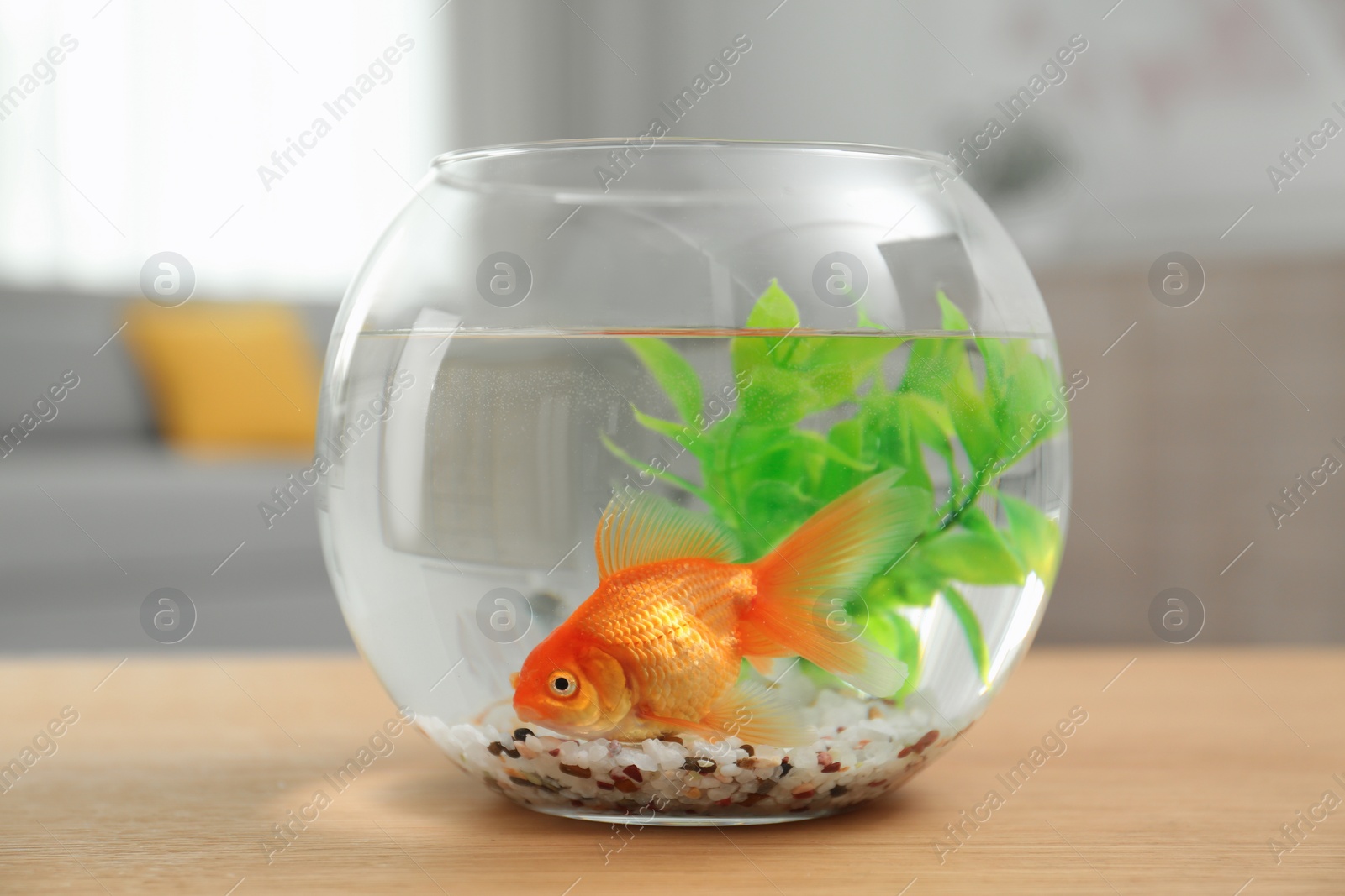 Photo of Beautiful bright small goldfish in round glass aquarium on wooden table indoors