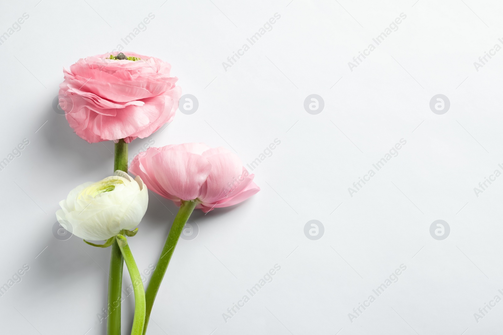 Photo of Beautiful ranunculus flowers on white background