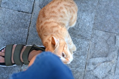 Photo of Cute stray cat rubbing against woman's leg outdoors, top view. Homeless pet