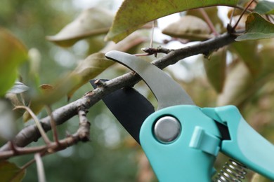 Pruning tree branch by secateurs outdoors, closeup