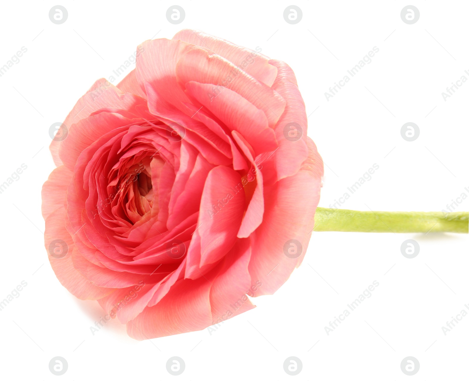 Photo of Beautiful ranunculus flower on white background