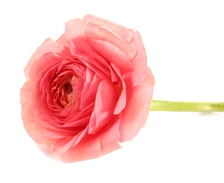 Photo of Beautiful ranunculus flower on white background