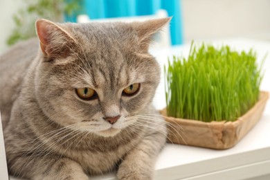 Cute cat near fresh green grass on white table indoors