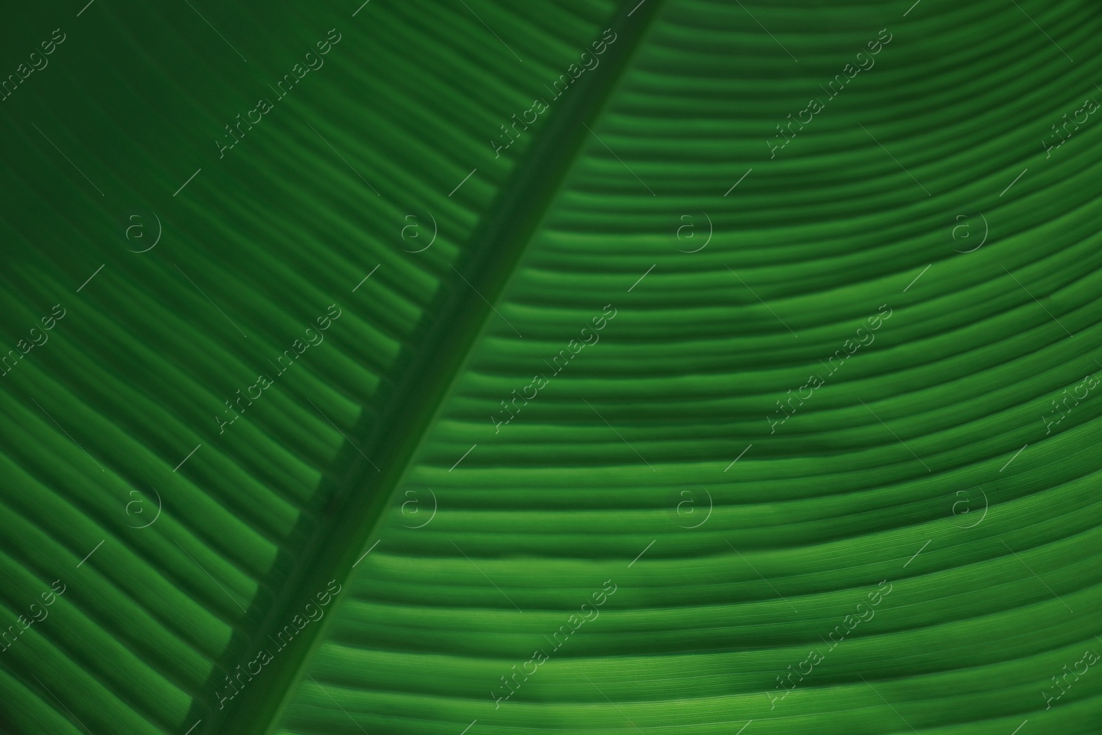 Photo of Beautiful green palm leaf as background, closeup view