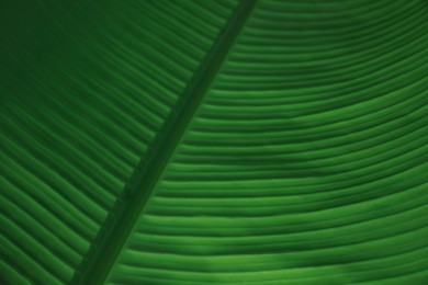 Photo of Beautiful green palm leaf as background, closeup view
