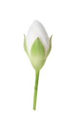 Photo of One fresh jasmine bud isolated on white