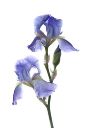 Photo of Beautiful irises isolated on white. Spring flower