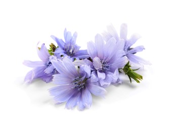 Photo of Beautiful tender chicory flowers on white background