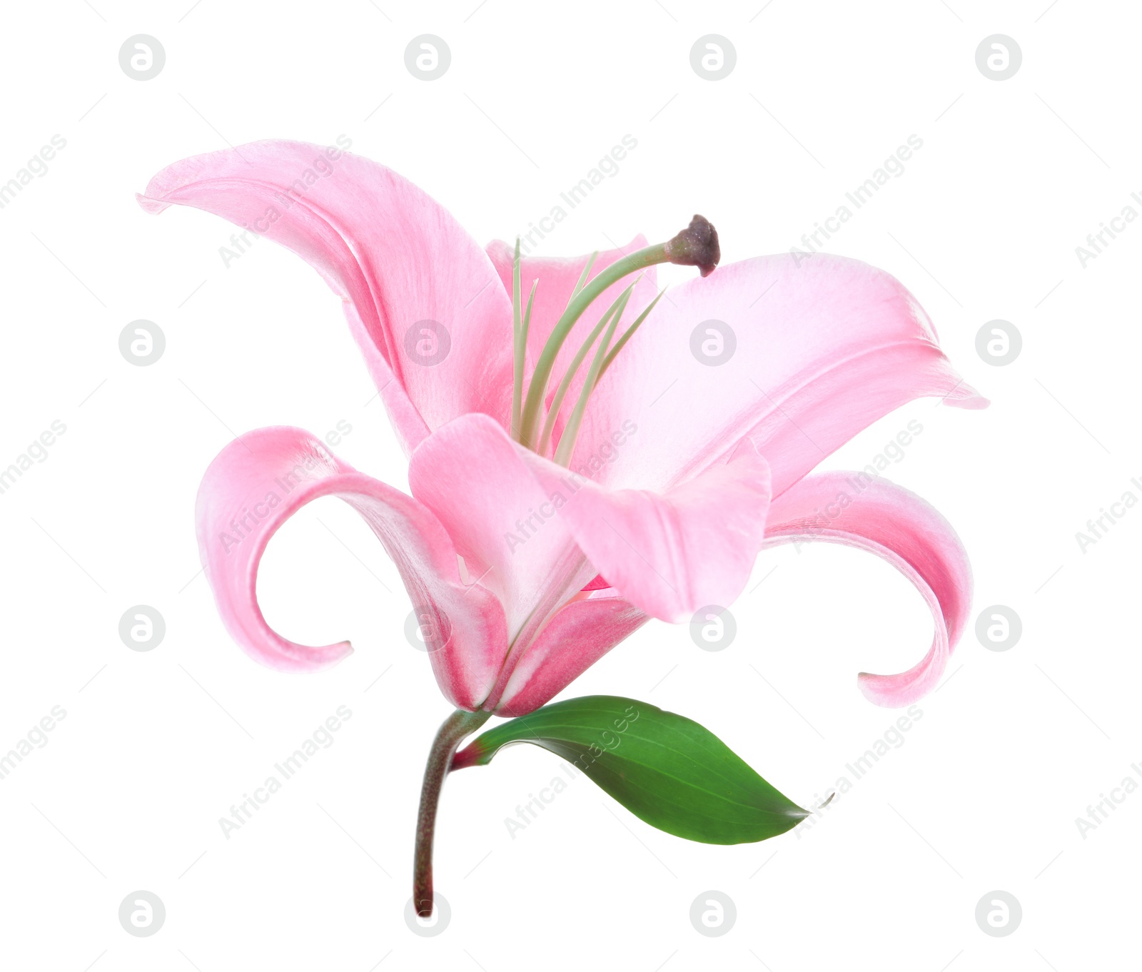 Photo of Beautiful pink lily flower isolated on white