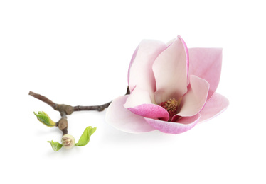 Branch with beautiful magnolia flower isolated on white. Spring blossom