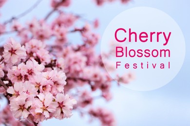 Image of Cherry Blossom Festival. Beautiful blossoming pink sakura tree outdoors