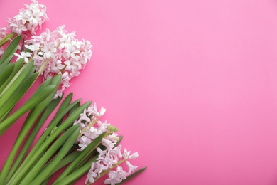 Photo of Beautiful spring hyacinth flowers on color background, top view. Space for text