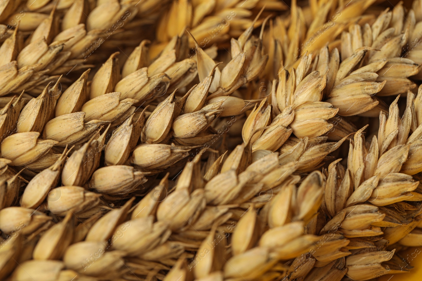 Photo of Dried ears of wheat as background, closeup