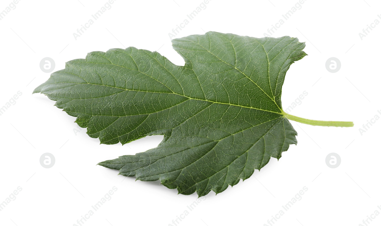 Photo of Fresh green hop leaf isolated on white