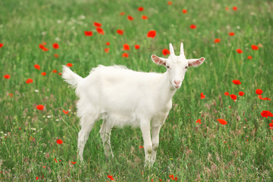 Cute white goat in field. Animal husbandry