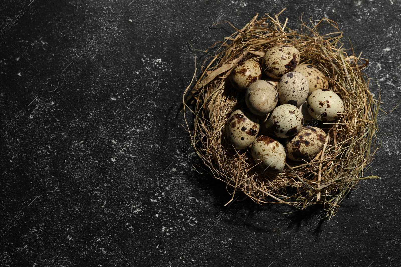 Photo of Nest with many speckled quail eggs on black textured table, top view. Space for text