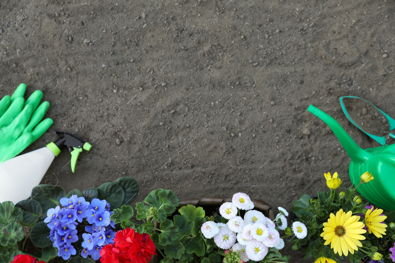 Photo of Beautiful blooming flowers, gloves and gardening tools on soil, flat lay. Space for text