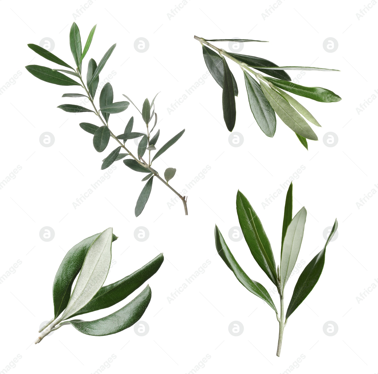 Image of Set of olive twigs with fresh green leaves on white background