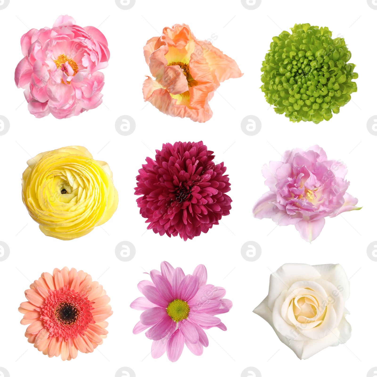 Image of Set of different beautiful flowers on white background