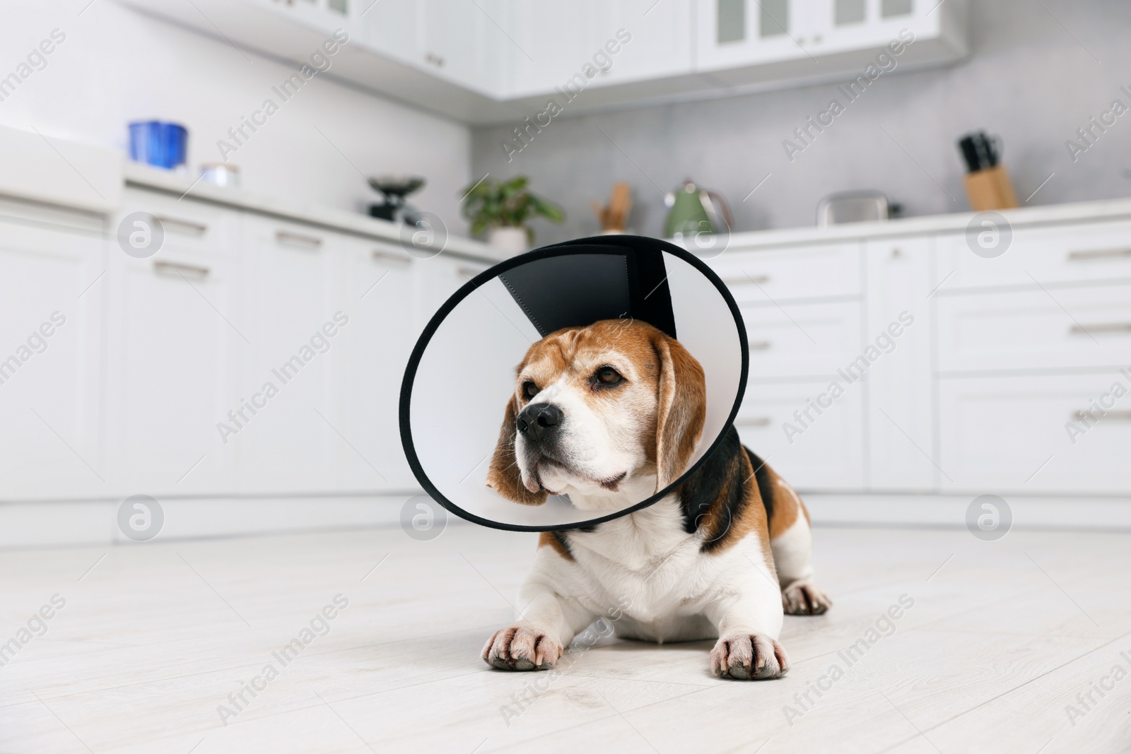 Photo of Adorable Beagle dog wearing medical plastic collar on floor indoors