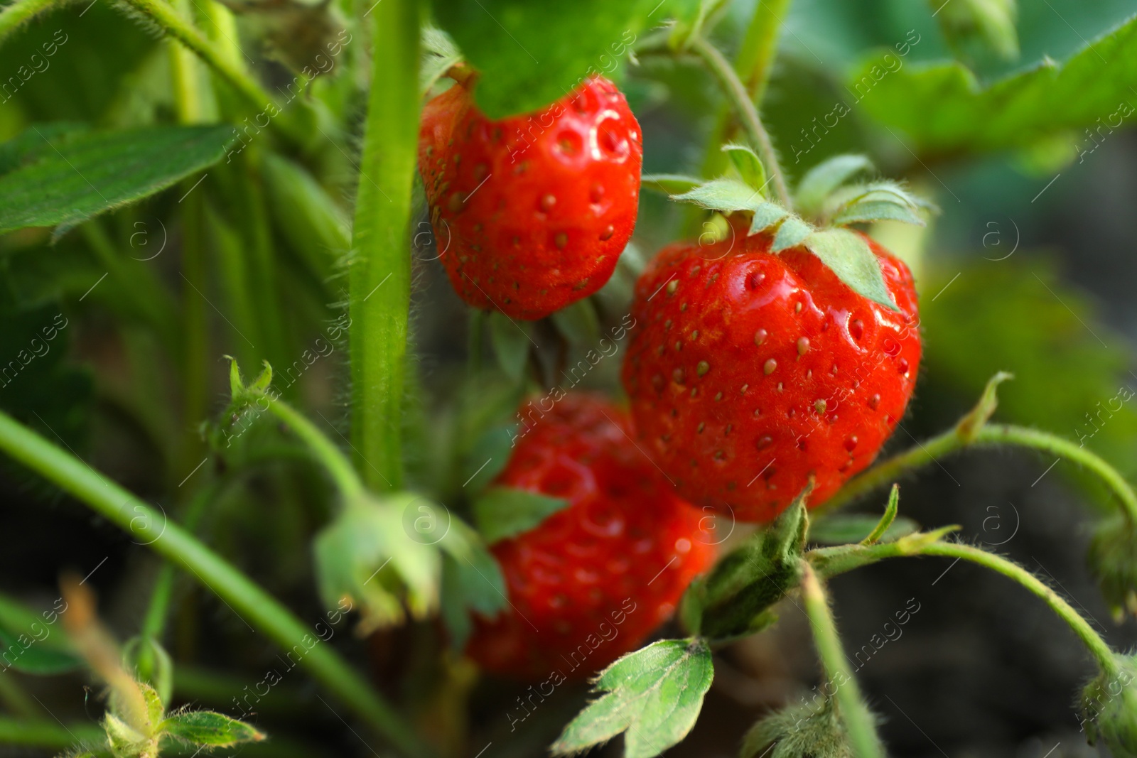 Photo of Strawberry plant with ripening berries growing in field, closeup