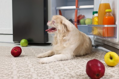 Cute Pekingese dog and scattered fruits near refrigerator in kitchen