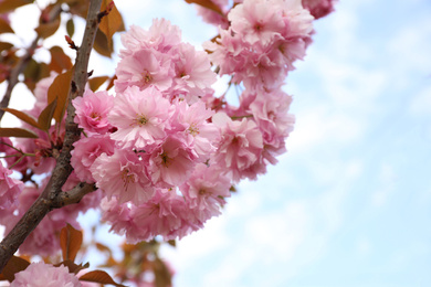 Closeup view of blossoming pink sakura tree outdoors