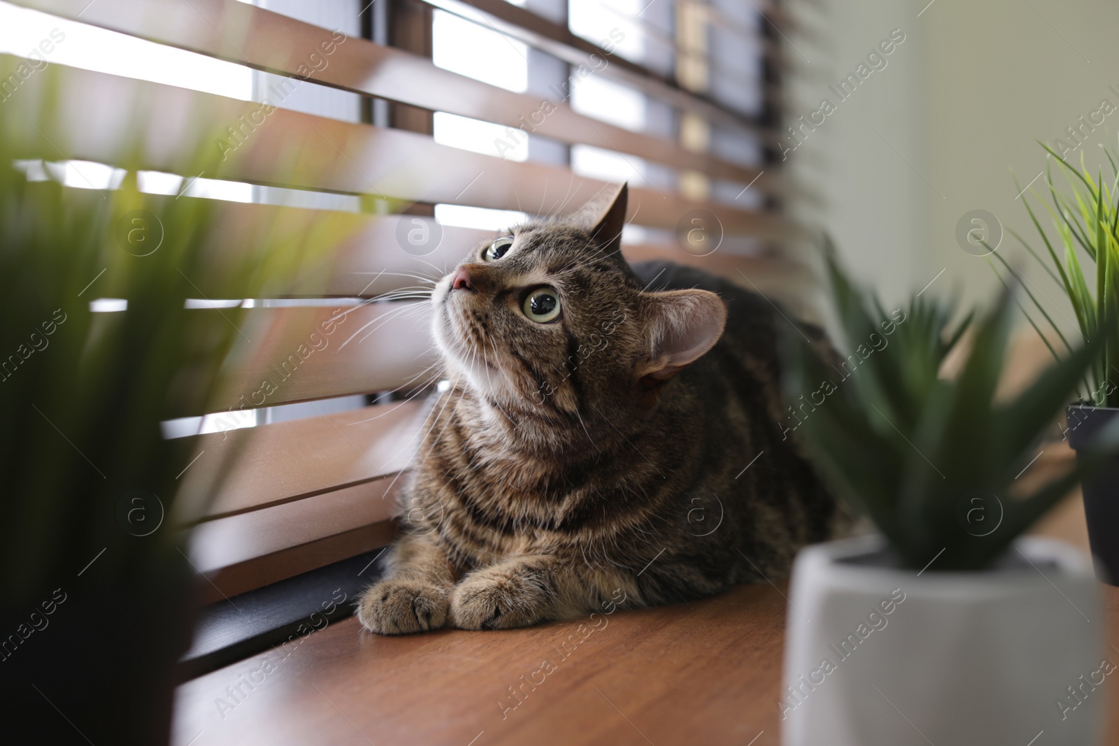 Photo of Adorable cat and houseplants on window sill at home