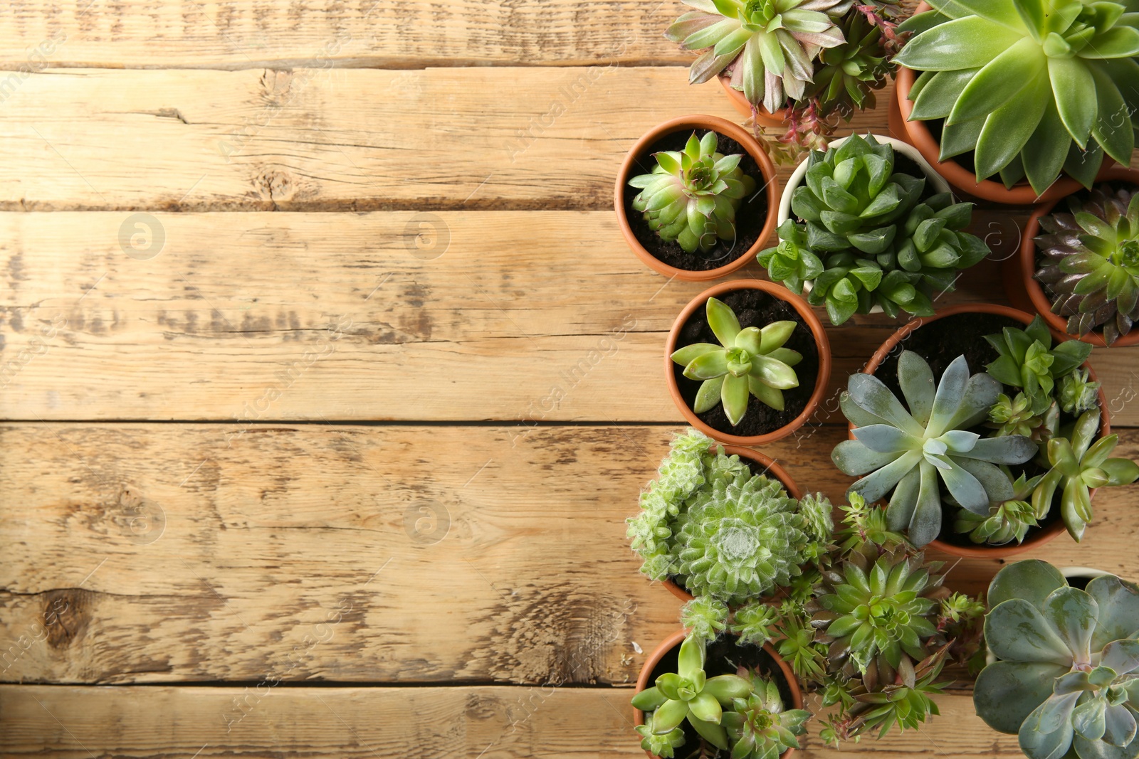 Photo of Many different echeverias on wooden table, flat lay with space for text. Beautiful succulent plants