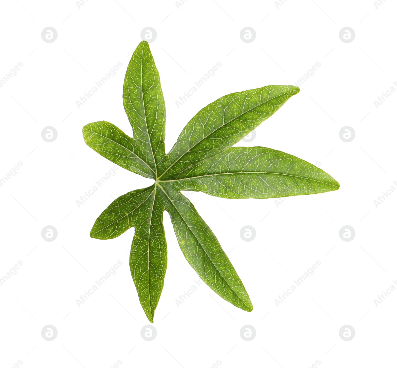 Photo of Passiflora leaf isolated on white. Passion fruit plant