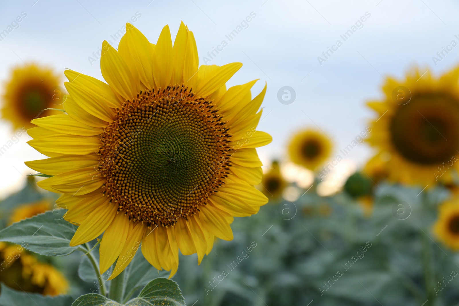 Photo of Beautiful blooming sunflower in field on summer day, closeup. Space for text