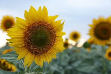 Beautiful blooming sunflower in field on summer day, closeup. Space for text