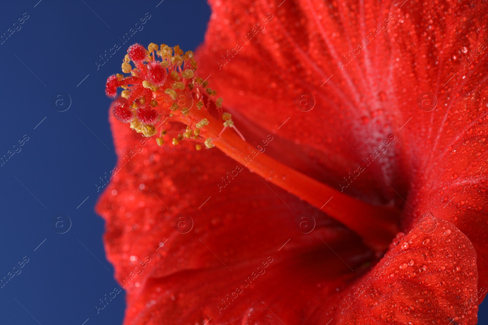 Photo of Beautiful red hibiscus flower with water drops on blue background, macro view