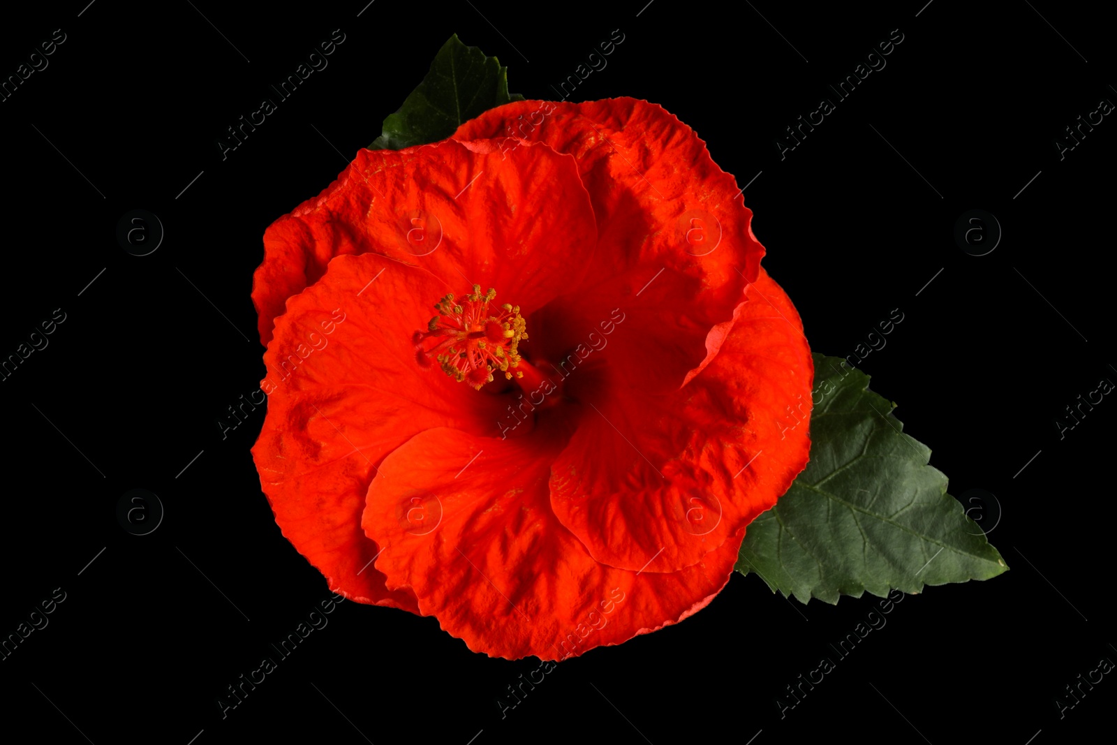 Photo of Beautiful red hibiscus flower and green leaf on black background