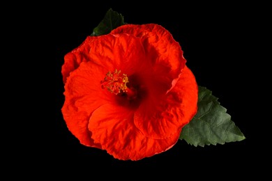 Photo of Beautiful red hibiscus flower and green leaf on black background