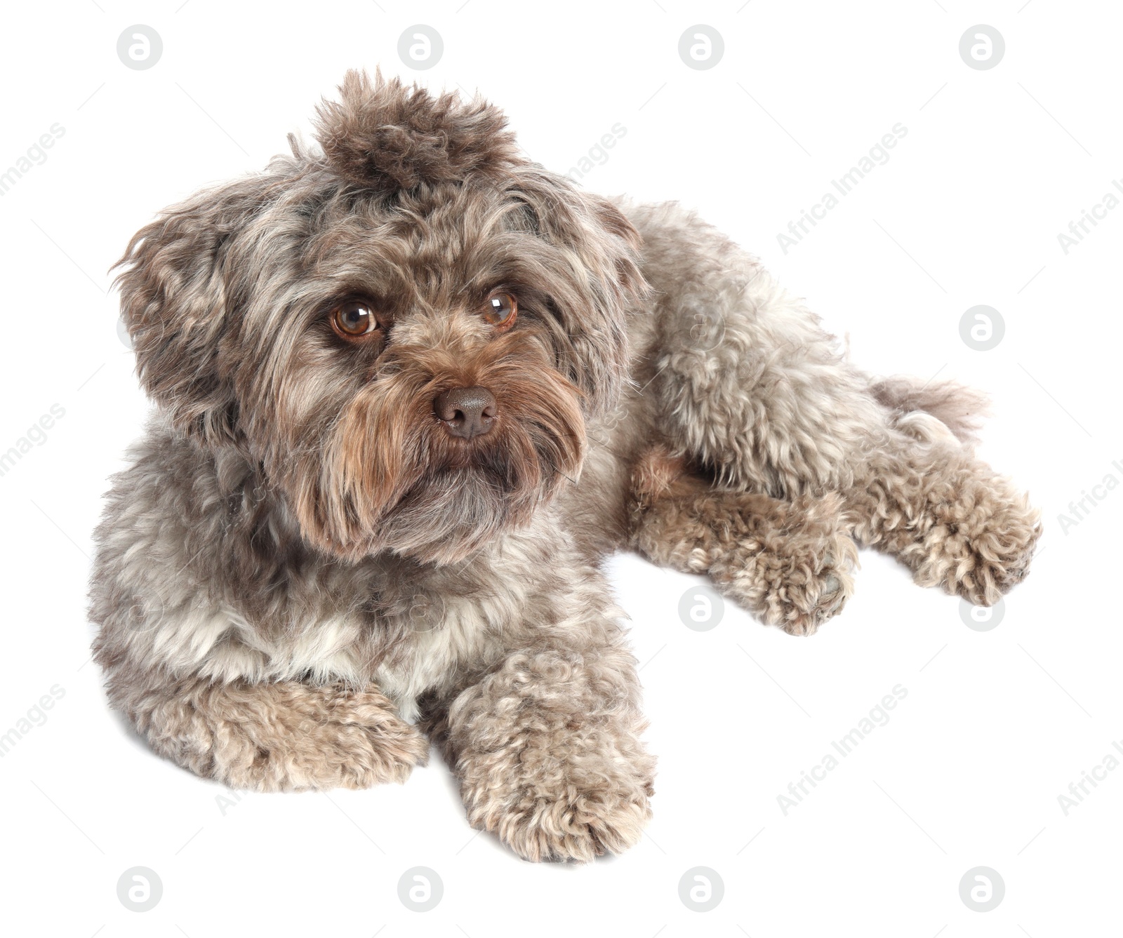 Photo of Cute Maltipoo dog lying on white background. Lovely pet