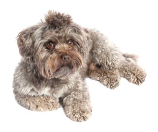 Cute Maltipoo dog lying on white background. Lovely pet