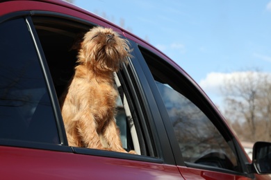 Photo of Adorable little dog looking out from car window, low angle view. Exciting travel