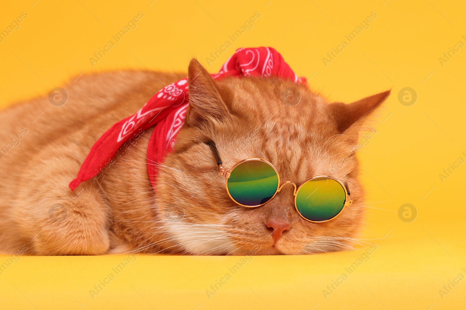 Photo of Cute ginger cat in stylish sunglasses and bandana on yellow background