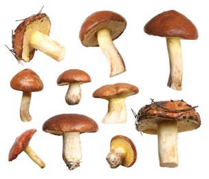 Image of Set of fresh slippery jack mushrooms on white background