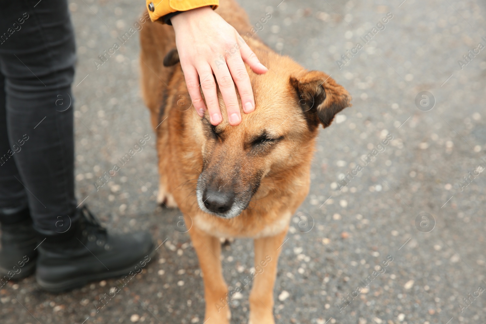 Photo of Woman stroking homeless dog on city street, closeup. Abandoned animal