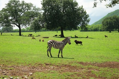 Photo of Beautiful zebra and different animals in safari park