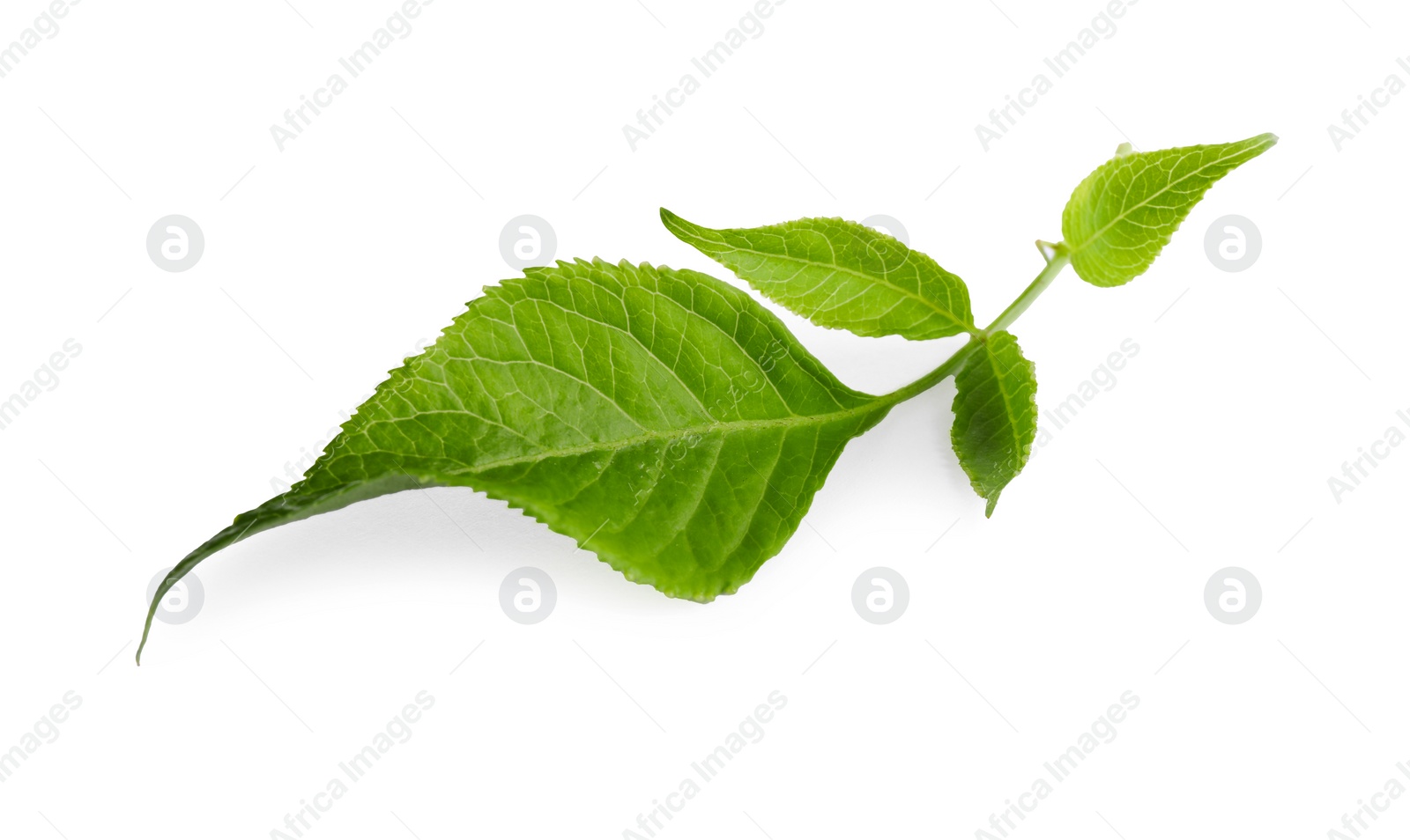 Photo of Fresh green elderberry leaves on white background