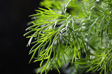 Sprigs of fresh dill on black background, closeup