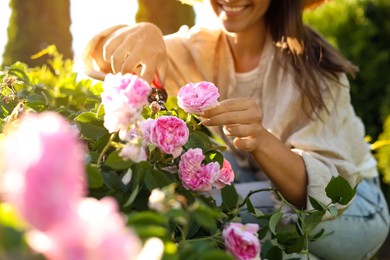 Photo of Woman pruning tea rose bush in garden, closeup