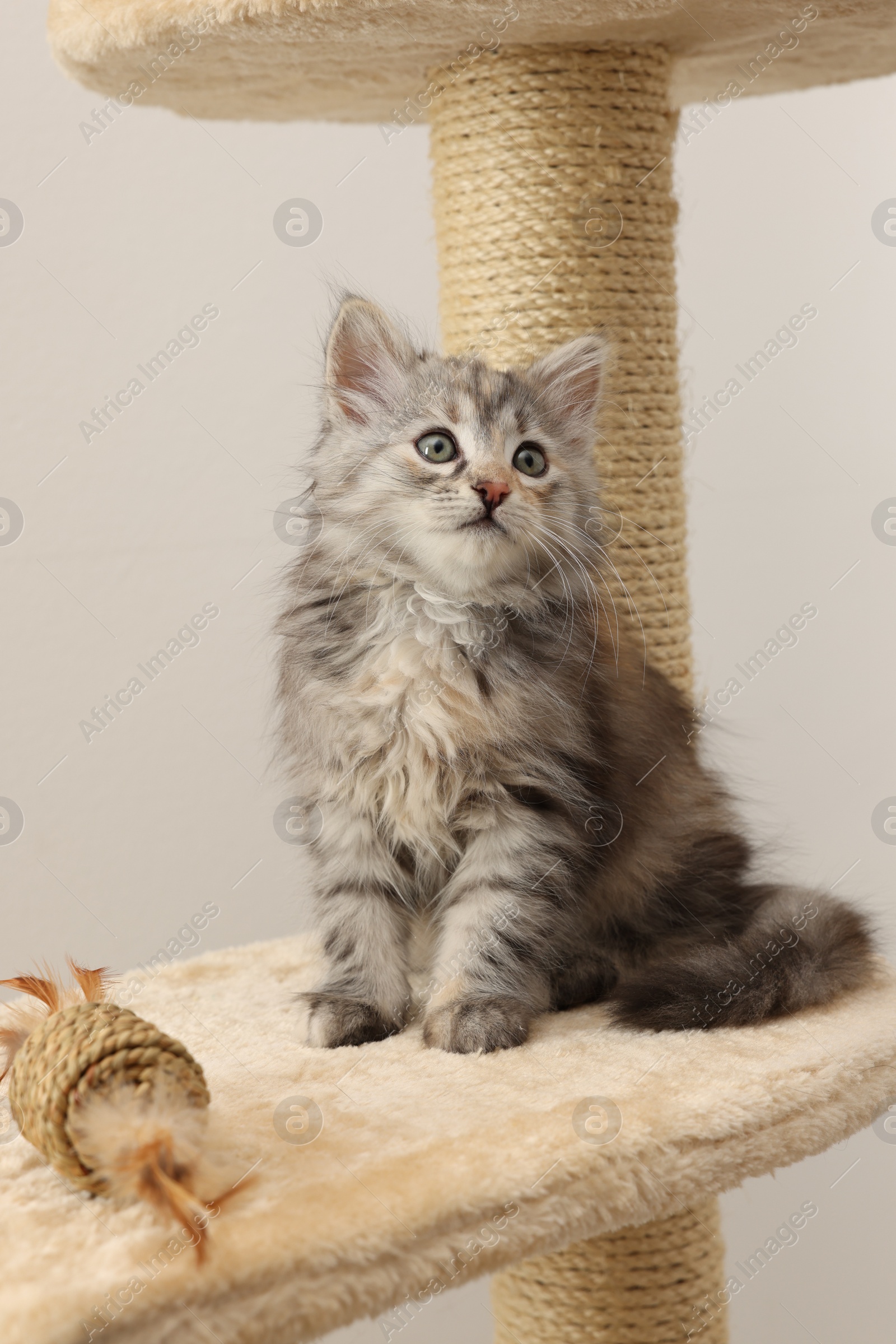 Photo of Cute fluffy kitten with toy on cat tree against light background