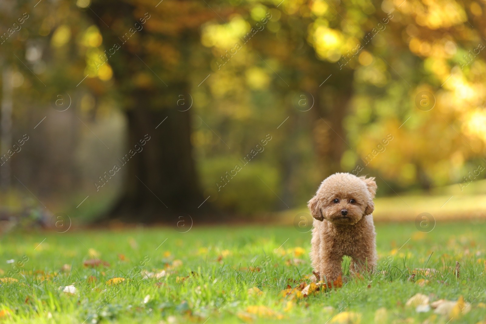 Photo of Cute Maltipoo dog on green grass in autumn park, space for text