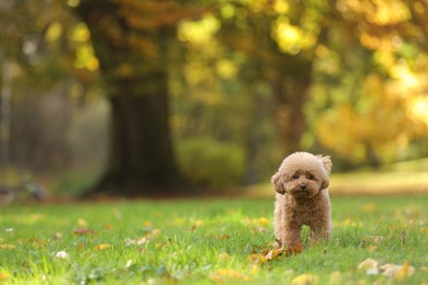 Photo of Cute Maltipoo dog on green grass in autumn park, space for text